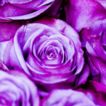 软件市场安全的信息轰炸网站